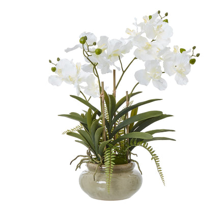 Collection image for: Plants