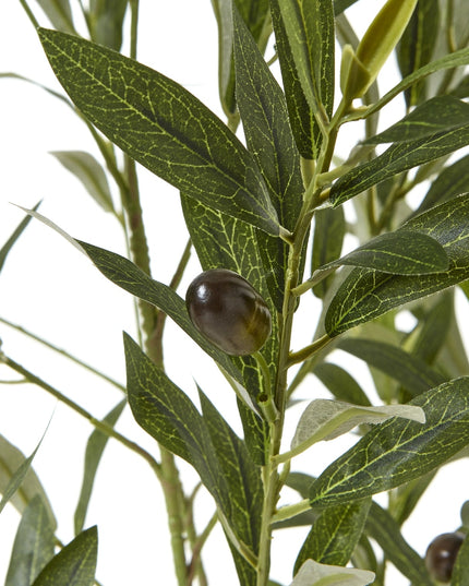 Apulia Olive Tree In White Pot 150Cm
