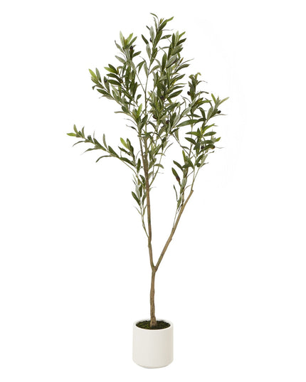 Apulia Olive Tree In White Pot 150Cm