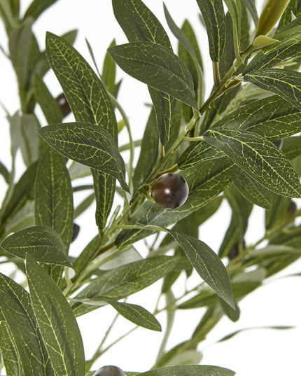 Apulia Olive Tree In White Pot 180Cm