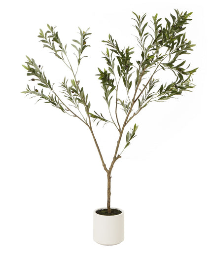 Apulia Olive Tree In White Pot 180Cm