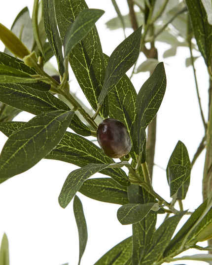 Apulia Olive Tree In White Pot 200Cm