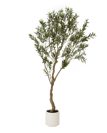 Apulia Olive Tree In White Pot 200Cm