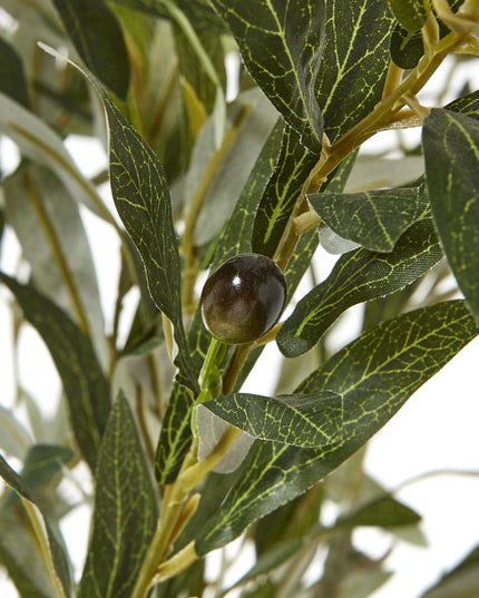 Apulia Olive Tree In White Pot 210Cm