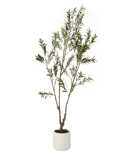 Apulia Olive Tree In White Pot 210Cm