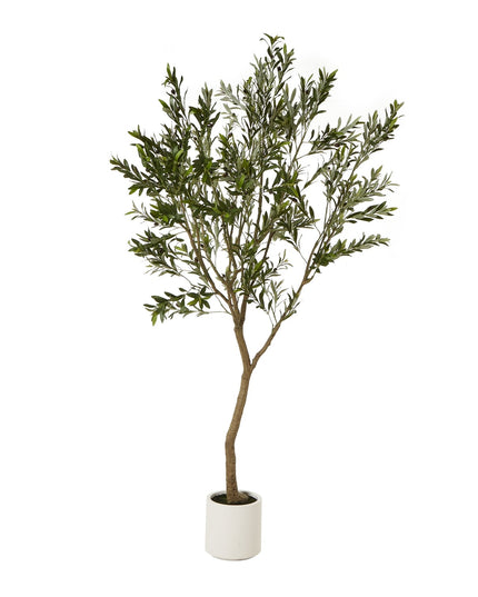Apulia Olive Tree In White Pot 240Cm
