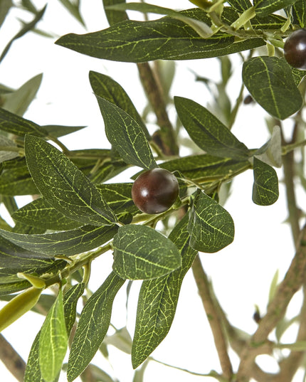 Apulia Olive Tree In White Pot 240Cm