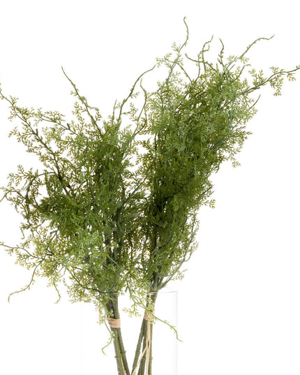 Asparagus Fern Bunch