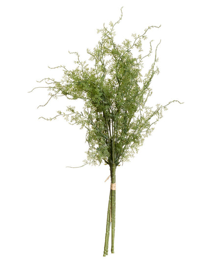 Asparagus Fern Bunch