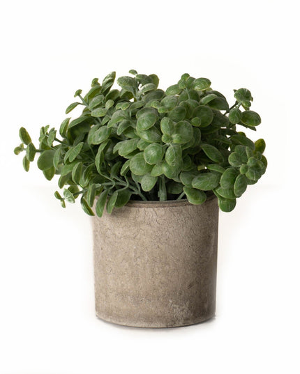 Basil Plant In Stone Effect Pot