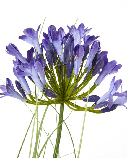 Blue Agapanthus Plant In Pot