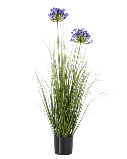 Blue Agapanthus Plant In Pot