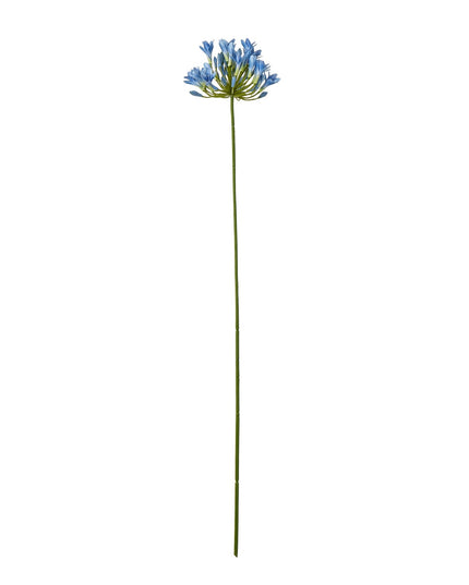 Blue Agapanthus Stem