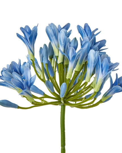 Blue Agapanthus Stem
