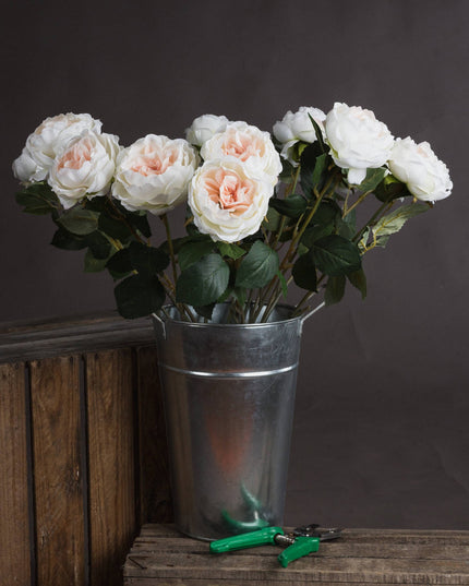 Blush Garden Rose