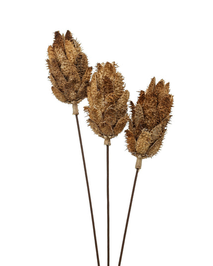 Bouquet Of Dried Protea