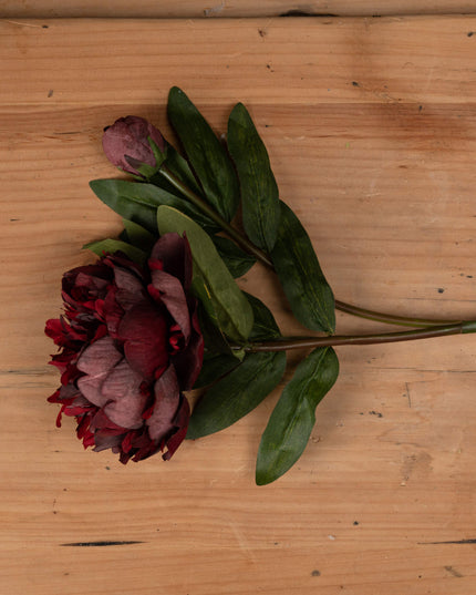 Burgundy Peony Rose