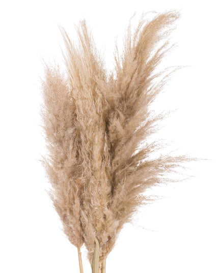 Butter Pampas Grass