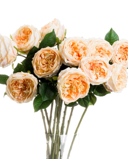 Butter Portland Rose