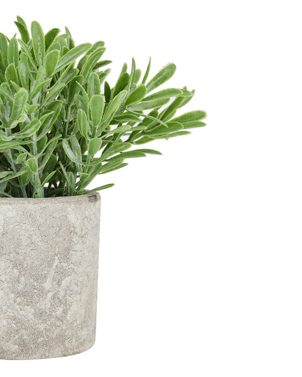 Buxus Plant In Stone Effect Pot