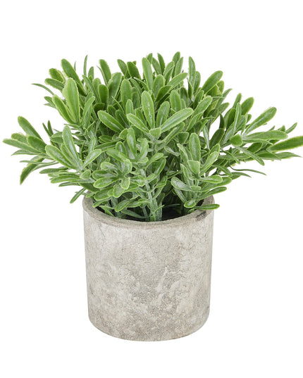 Buxus Plant In Stone Effect Pot