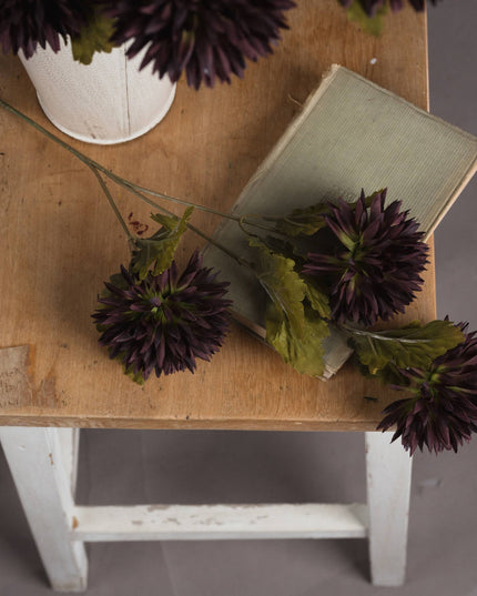 Chocolate Chrysanthemum