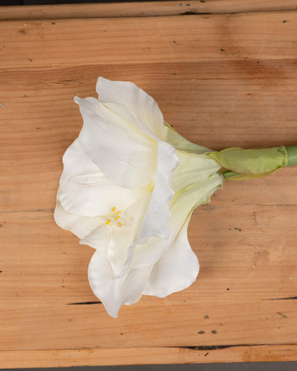 Classic White Amaryllis Flower