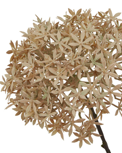 Coffee Allium