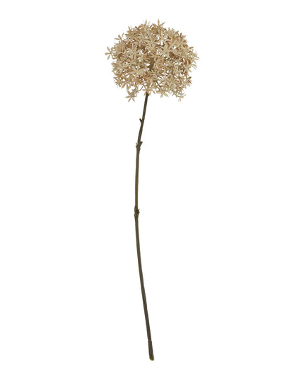 Coffee Allium