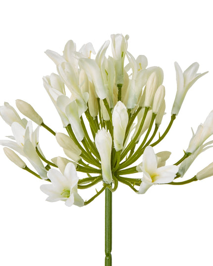 Cream Agapanthus Spray
