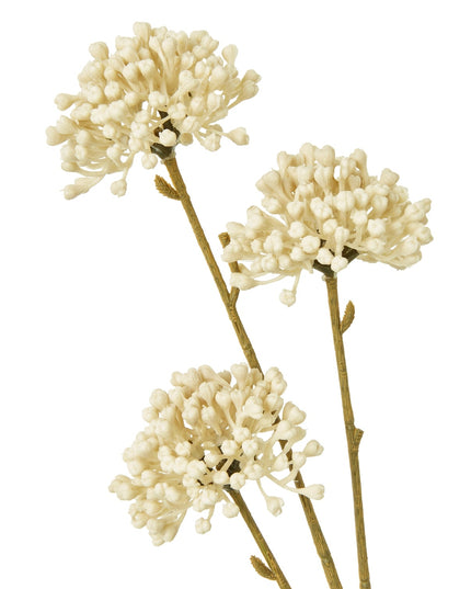 Cream Allium Spray