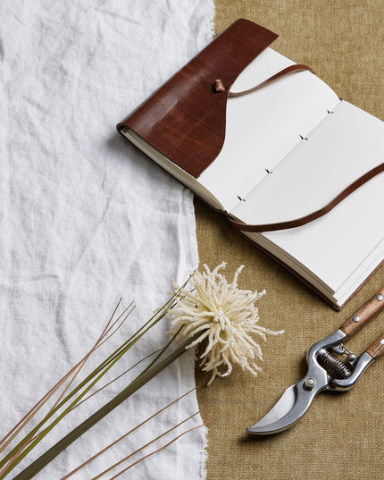 Cream Aster Spider Chrysanthemum Stem