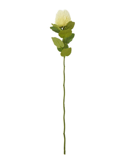 Cream Banksia Stem