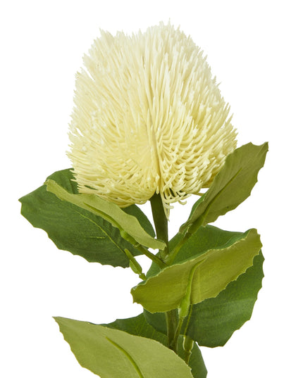Cream Banksia Stem