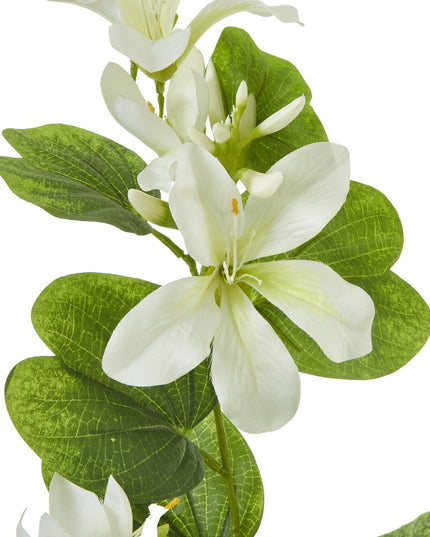 Cream Bauhinia Orchid Spray