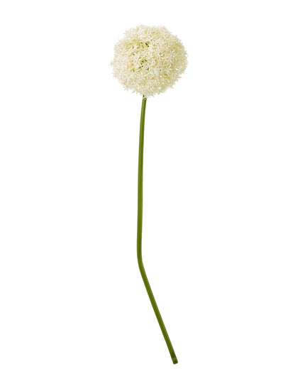 Cream Giant Allium Stem