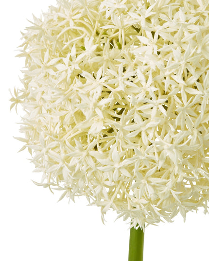 Cream Giant Allium Stem