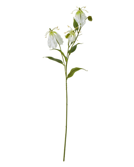 Cream Gloriosa Spray