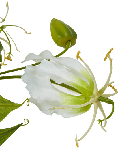 Cream Gloriosa Spray