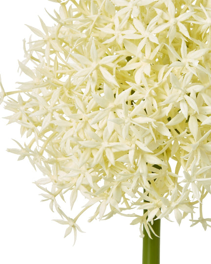 Cream Medium Allium Stem