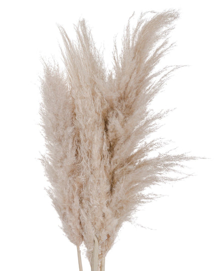 Cream Pampas grass