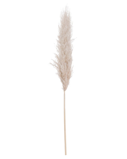 Cream Pampas grass