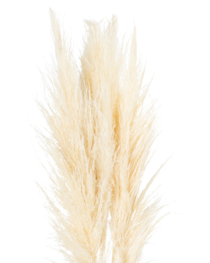 Cream Pampas Grass Stem