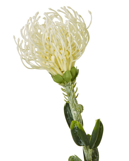 Cream Pincushion Protea Spray