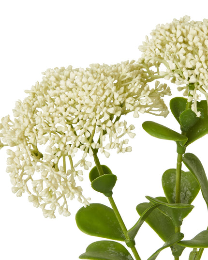 Cream Sedum Spray