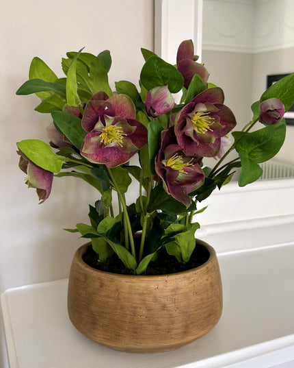 Deep Plum Hellebore Plant In Taupe Pot