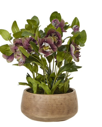 Deep Plum Hellebore Plant In Taupe Pot