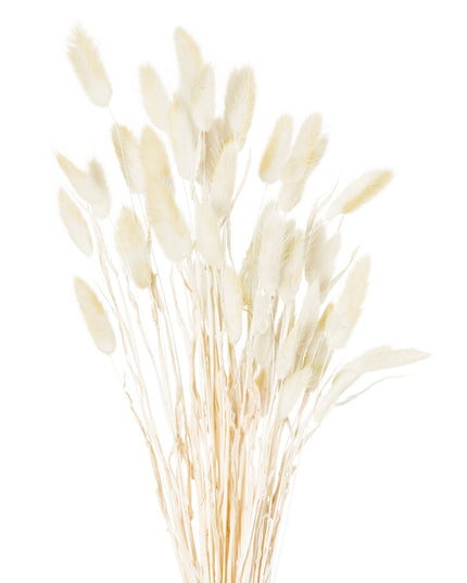 Dried Natural Bunny Tail Bunch Of 40