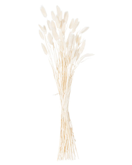 Dried White Bunny Tail Bunch Of 60