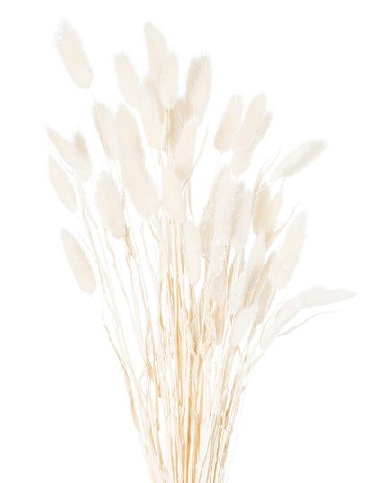Dried White Bunny Tail Bunch Of 60
